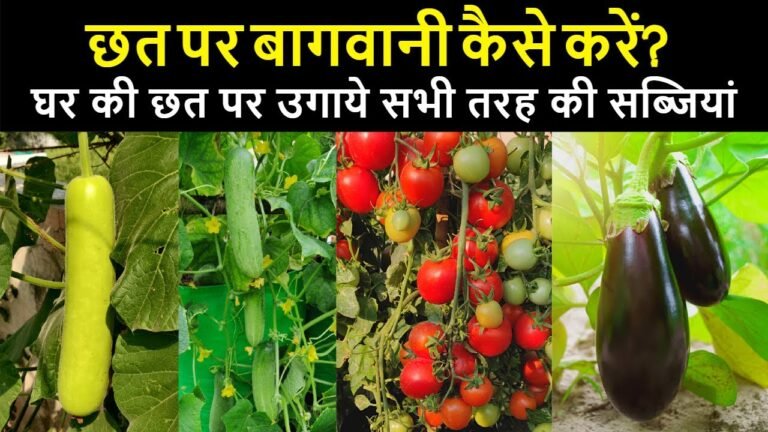 Sarkari Yojana